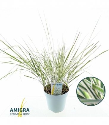 Calamagrostis
