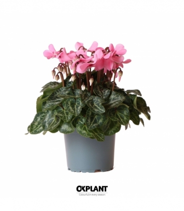 Cyclamen