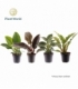 Philodendron