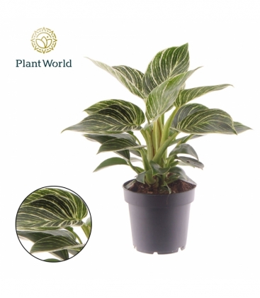 Philodendron