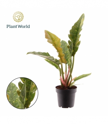 Philodendron