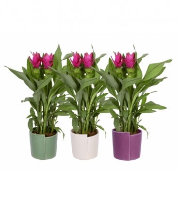 Curcuma