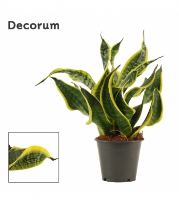 Sansevieria