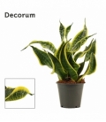 Sansevieria