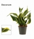 Sansevieria