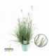 Pennisetum