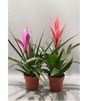 Tillandsia