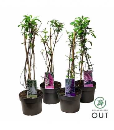 Buddleja
