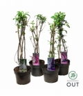 Buddleja