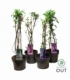 Buddleja
