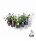 Buddleja