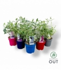 Buddleja