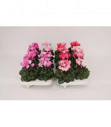 Cyclamen
