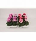 Cyclamen