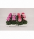 Cyclamen