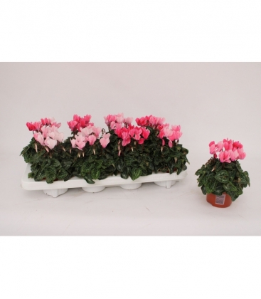 Cyclamen