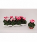 Cyclamen