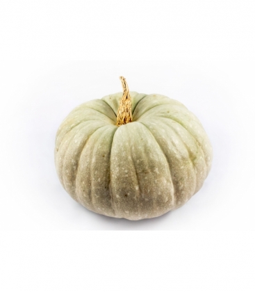 Cucurbita