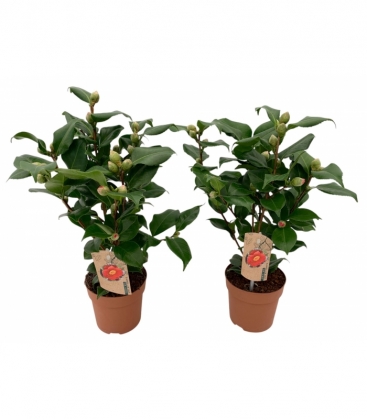 Camellia