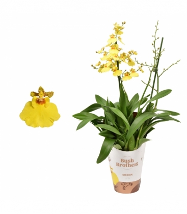 Oncidium