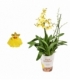 Oncidium