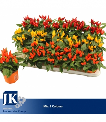 Capsicum