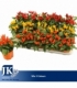 Capsicum