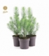 Pinus