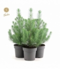 Pinus