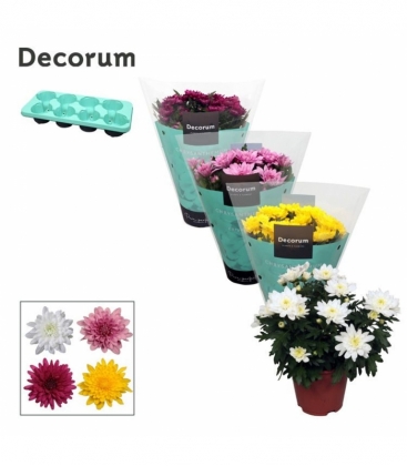 Chrysanthemum
