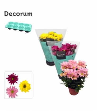Chrysanthemum