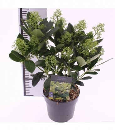 Skimmia