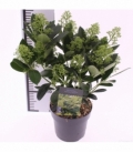 Skimmia
