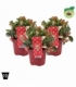Gaultheria