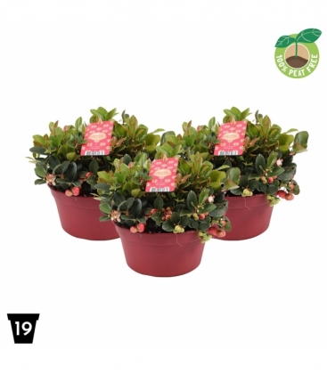Gaultheria
