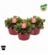 Gaultheria
