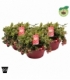 Gaultheria