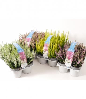 Calluna