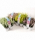 Calluna