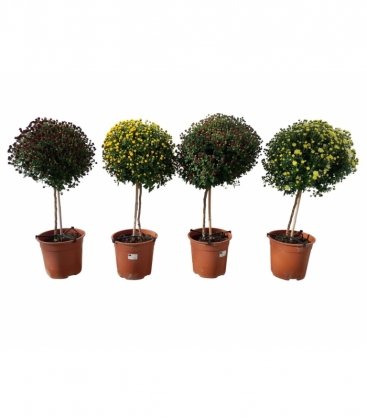 Chrysanthemum