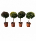 Chrysanthemum