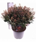 Skimmia