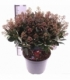 Skimmia