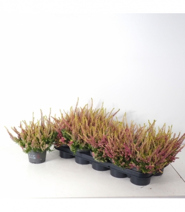 Calluna