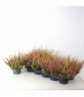 Calluna