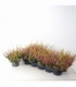Calluna