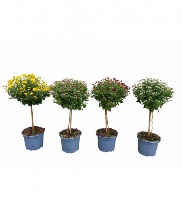 Chrysanthemum