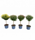 Chrysanthemum