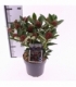 Skimmia