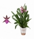 Miltassia